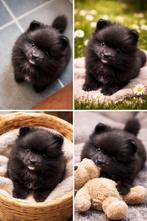 Pomeriaan 2 Reutjes beschikbaar, Dieren en Toebehoren, Parvo, Keeshond, Reu, 8 tot 15 weken