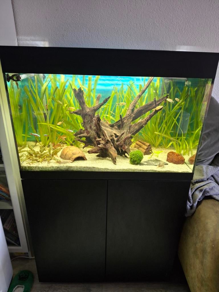 Oase styleline 175 aquarium incl vissen en toebehoren, Dieren en Toebehoren, Vissen | Aquaria en Toebehoren, Ophalen, Zo goed als nieuw