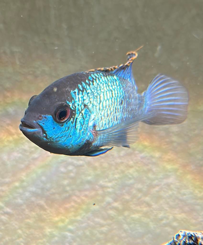 Prachtige Blue Acara man 15cm perfecte blauwe kleur., Vis