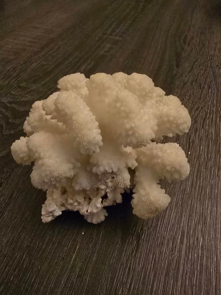 Prachtig wit koraalstuk voor decoratie, Ophalen of Verzenden, Zo goed als nieuw