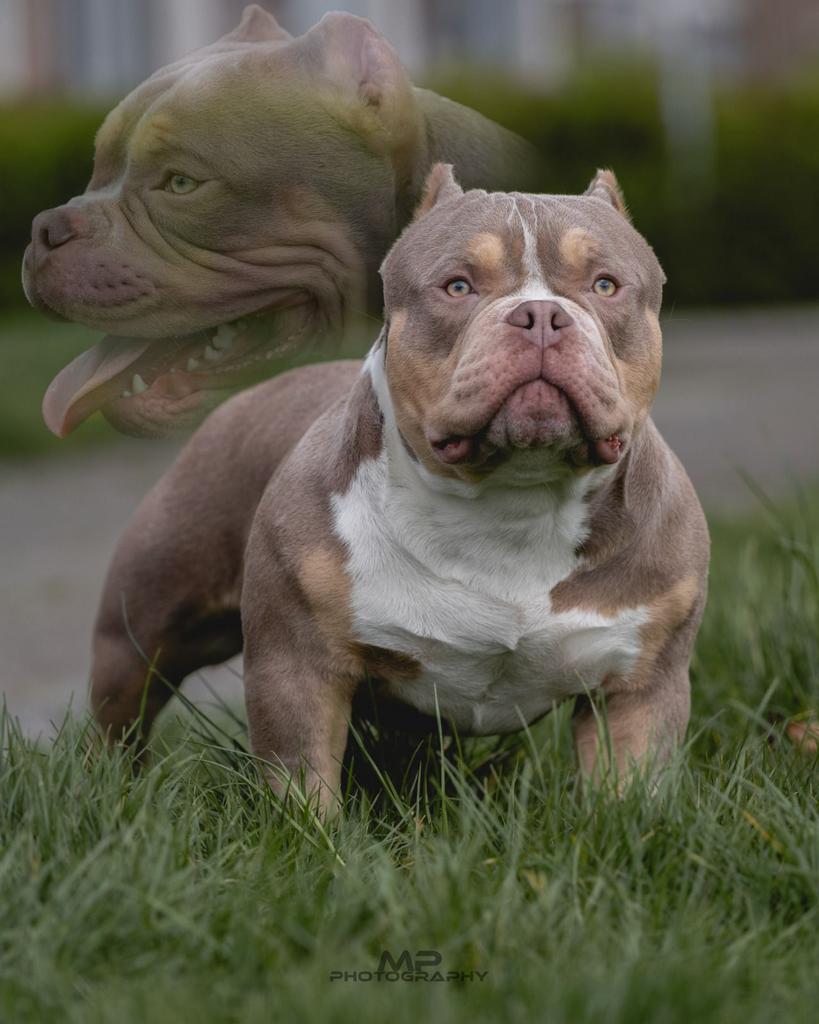 American bully pocket 8 maanden, Dieren en Toebehoren, Honden | Bulldogs, Pinschers en Molossers, 15 weken tot 1 jaar, Reu, Parvo