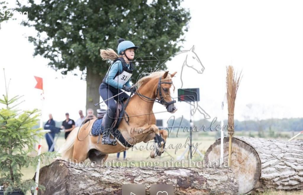 Te koop: prachtige C-pony echte allrounder met karakter, Dieren en Toebehoren, Pony's, Ruin, C pony (1.27m tot 1.37m), 7 tot 10 jaar