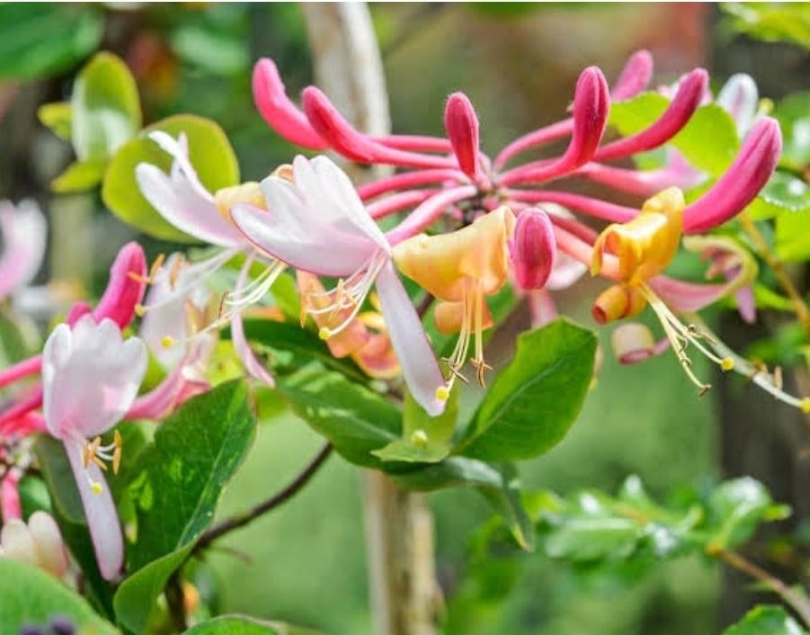 Kamperfoelie stekje - ruilen mag!, Tuin en Terras, Planten | Tuinplanten, Ophalen, Vaste plant, Halfschaduw, Klimplanten