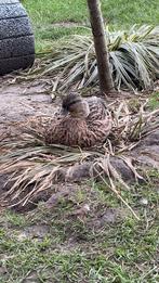 Broedeieren Hollandse kwaker, Dieren en Toebehoren, Pluimvee, Geslacht onbekend, Eend