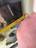 aqaruim Juwel te koop, Dieren en Toebehoren, Ophalen, Gebruikt, Gevuld zoetwateraquarium