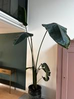 Grote Strelitzia (paradijsvogelplant) –  2 meter, Huis en Inrichting, Kamerplanten, Ophalen, Halfschaduw, 200 cm of meer