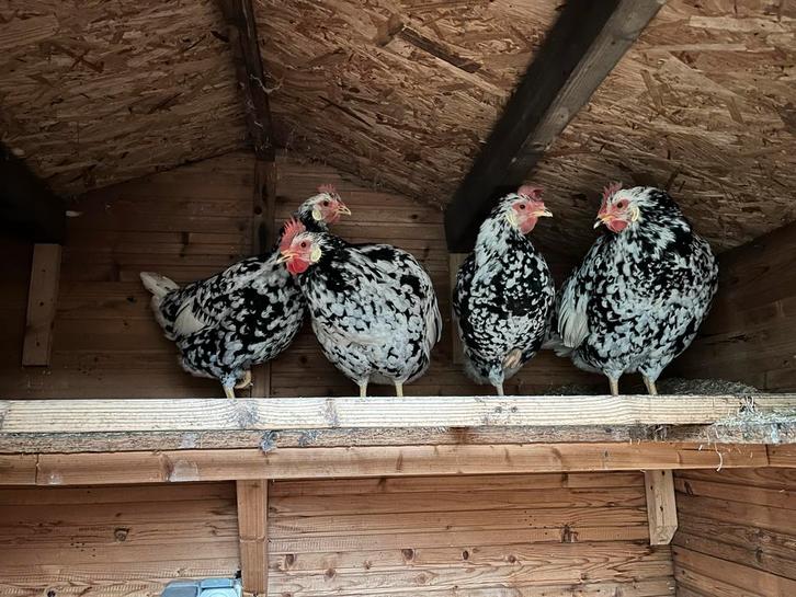4 gezonde bonte leghorns, 2 jr oud, Dieren en Toebehoren, Pluimvee, Kip, Vrouwelijk