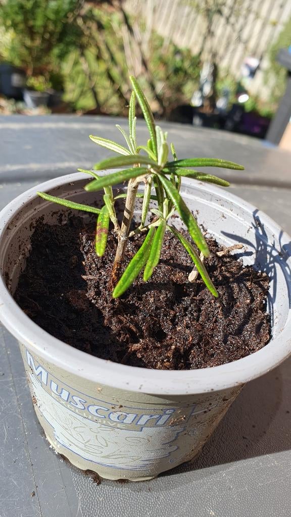 Rozemarijn kruid, Ophalen of Verzenden, Overige soorten, Volle zon