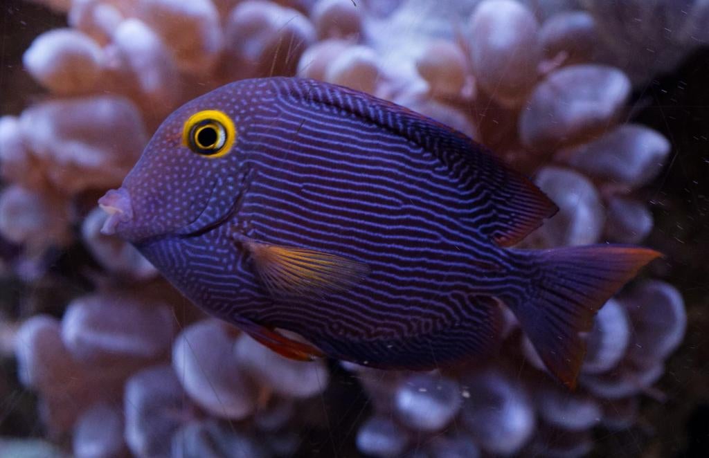 Gezocht: Ctenochaetus strigosus - doktervis zeeaquarium, Dieren en Toebehoren, Vissen | Aquariumvissen, Vis