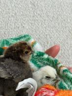 Zijdehoen kuikens, Dieren en Toebehoren, Pluimvee, Geslacht onbekend, Kip