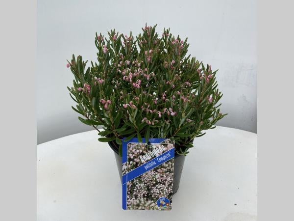 Andromeda polifolia Compacta 25 cm in 2 liter pot met foto, Ophalen, Overige soorten, Halfschaduw