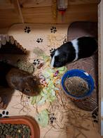 2 mannetjes cavia's met hok en toebehoren, Juli, Mannelijk, Cavia