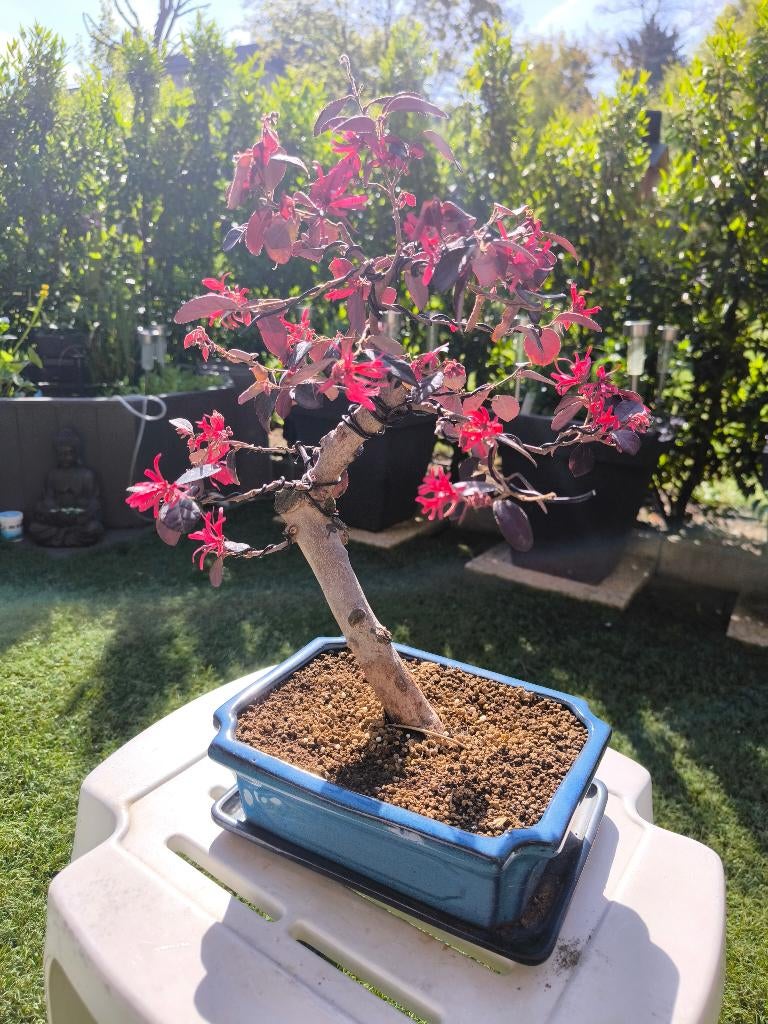 Bonsai Loropetalum chinense, Malus domestica, Tuin en Terras, Planten | Bomen, Halfschaduw, Overige soorten, Lente, Minder dan 100 cm