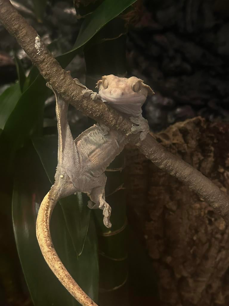 Wimpergekko vrouw, Dieren en Toebehoren, Reptielen en Amfibieën, Hagedis, Tam, 3 tot 6 jaar