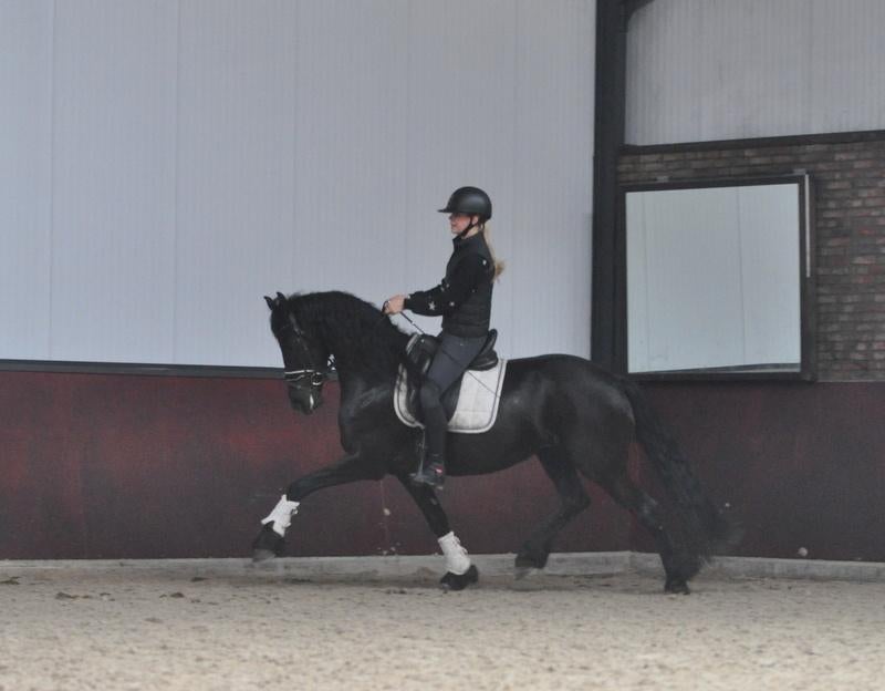 5 jarige Friese merrie v. Willem, Dieren en Toebehoren, Paarden, Merrie, Met stamboom, Dressuurpaard, Zadelmak