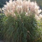 Miscanthus sinensus prachtriet, Ophalen, Overige soorten, Volle zon
