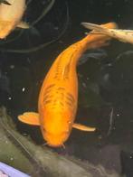 Koi yamabuki doitsu ogon 75cm  wegens stopzetting hobby, Karper of Koi