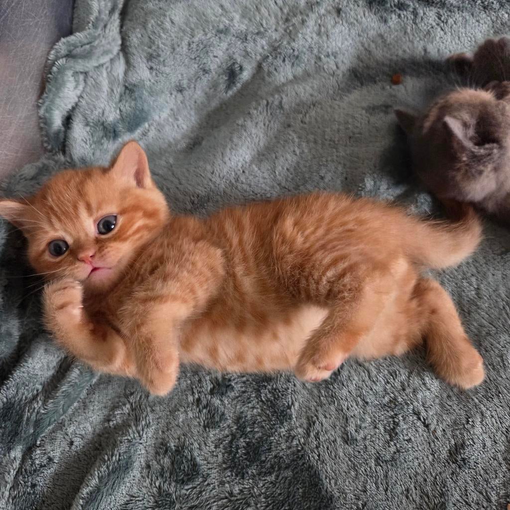 Britskorthaar kittens, Dieren en Toebehoren, Meerdere dieren, Ontwormd