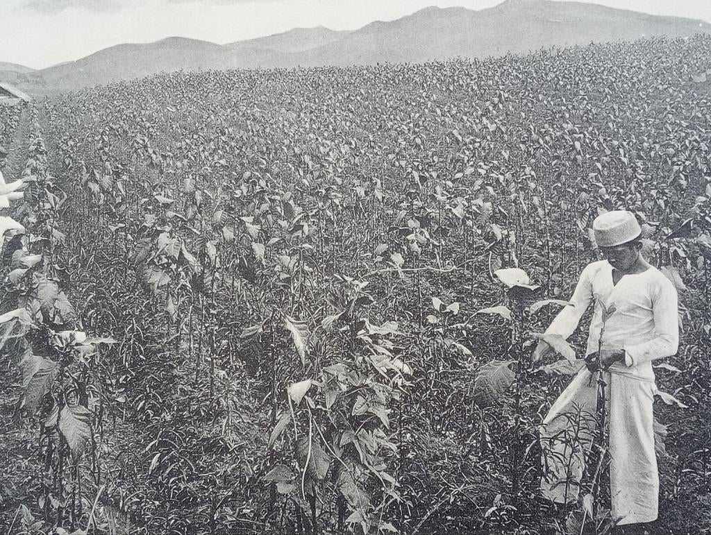 Foto gravure Nederlands Indië Indonesië 1910, Verzamelen, Ophalen of Verzenden, Voor 1940, Zo goed als nieuw, Buitenland