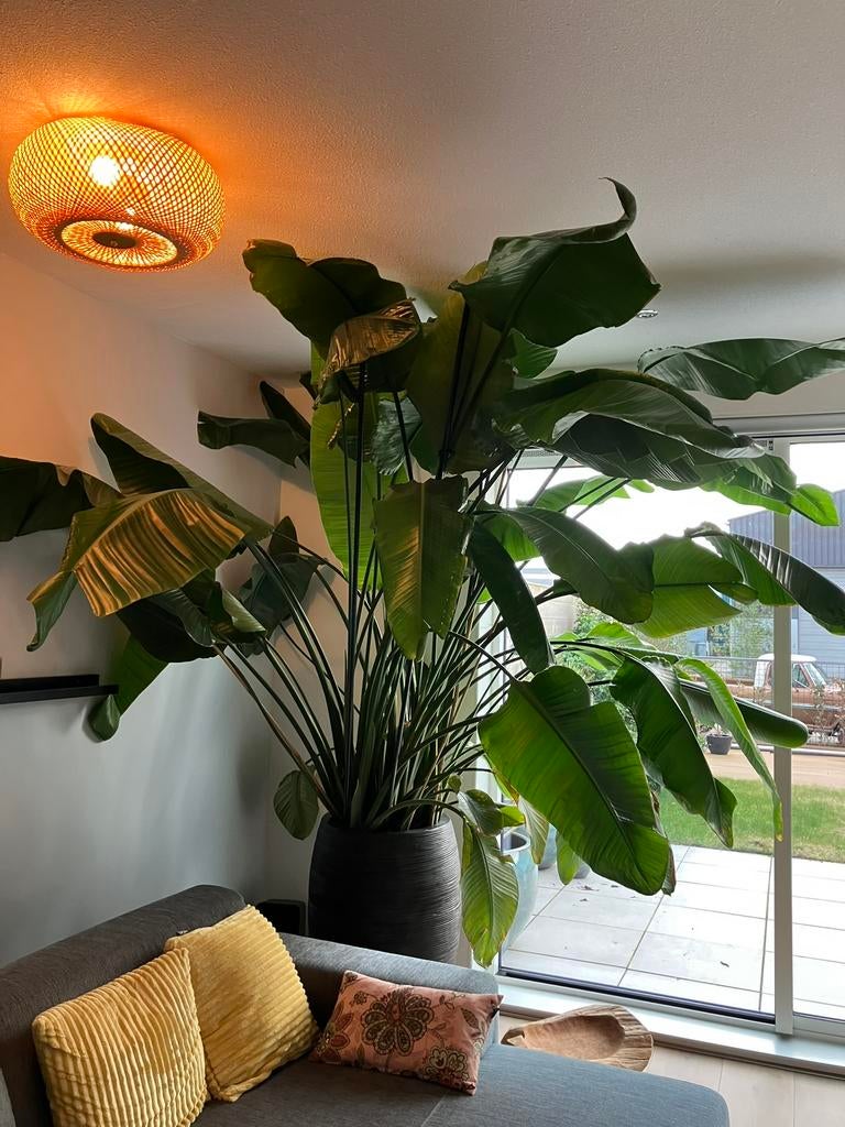 Paradijsvogelplant -Strelitzia Nicolai XXL(4x) in pot h270cm, Huis en Inrichting, Kamerplanten, Ophalen, 200 cm of meer, Overige soorten