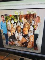 wandkleed katten, Dieren en Toebehoren, Ophalen of Verzenden, Nieuw