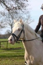 Zeer leuke allround D pony, Dieren en Toebehoren, Pony's, Ruin, 3 tot 6 jaar, D pony (1.37m tot 1.48m), Met stamboom