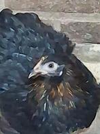 Te koop: enkele prachtige jonge cochin kriel hennetjes.!, Dieren en Toebehoren, Pluimvee, Vrouwelijk, Kip