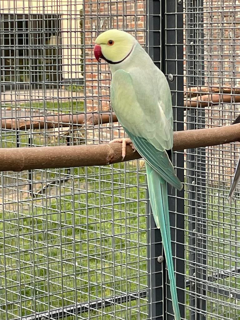 Halsbandparkieten / Halsband, Dieren en Toebehoren, Vogels | Parkieten en Papegaaien, Mannelijk, Parkiet, Geringd