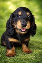 Prachtige langhaar teckel pup (reutje), Dieren en Toebehoren, Parvo, Reu, 8 tot 15 weken, Dwerg