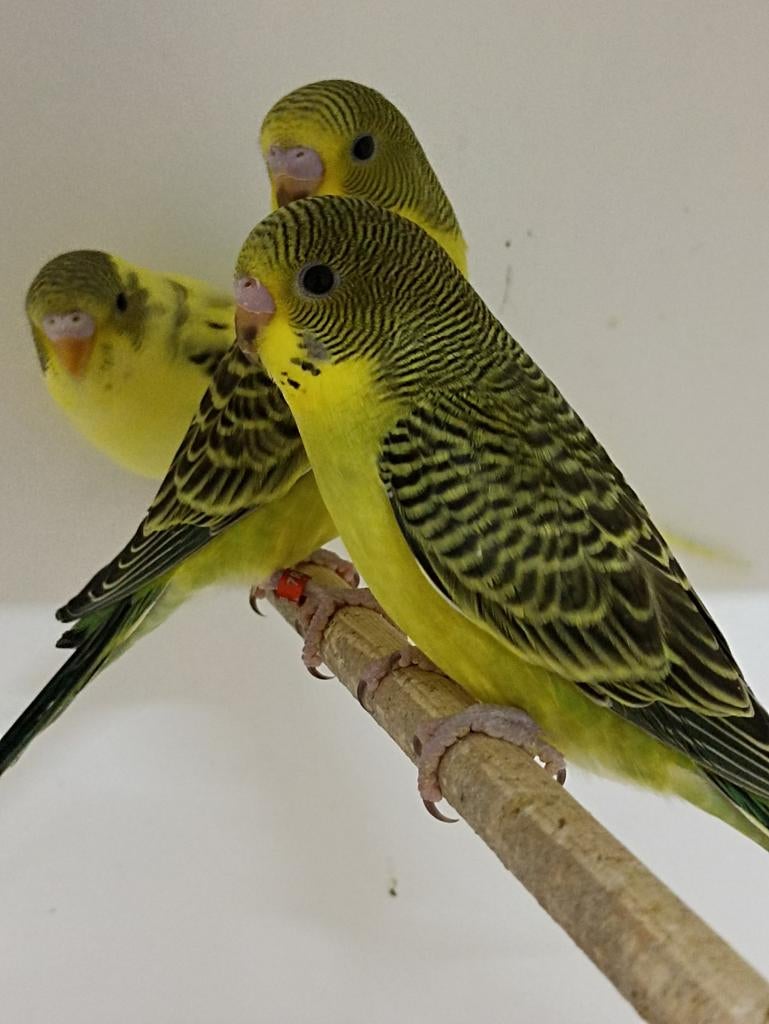Grasparkieten, Dieren en Toebehoren, Vogels | Parkieten en Papegaaien, Meerdere dieren, Parkiet