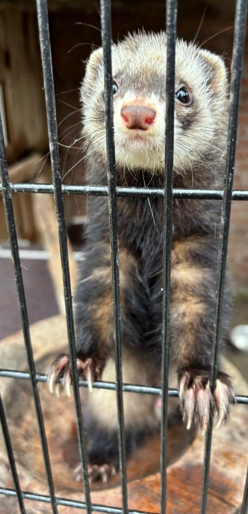 Fretten fret te koop., Dieren en Toebehoren, Overige Dieren, Meerdere dieren, April