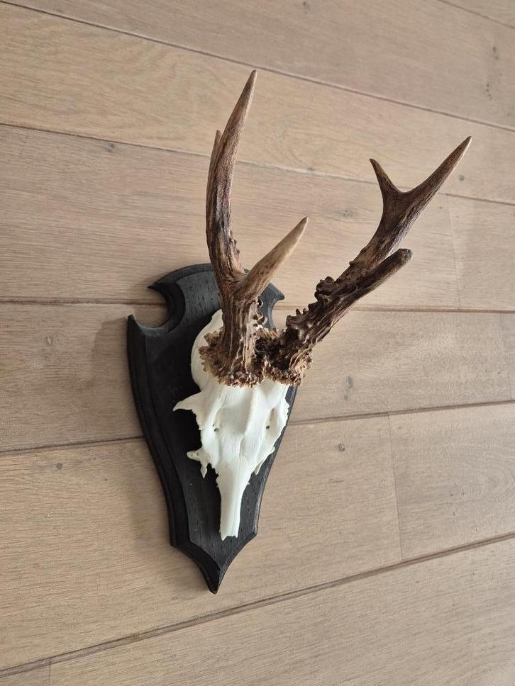 Ree Gewei jacht jagen mancave overkapping g38, Verzamelen, Dierenverzamelingen, Gebruikt, Gewei of Kop, Hert, Ophalen of Verzenden