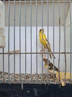 2 mannen kanaries, Dieren en Toebehoren, Mannelijk
