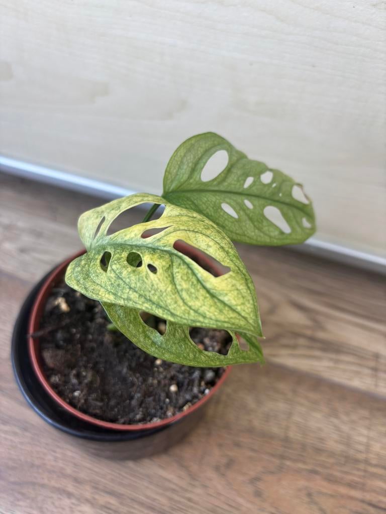Monstera archipelag variegata, Huis en Inrichting, Kamerplanten, Ophalen of Verzenden, Halfschaduw, Minder dan 100 cm