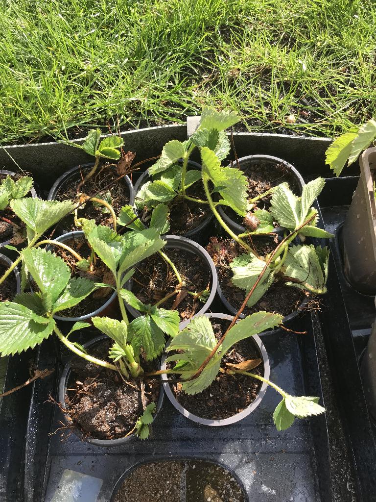 Bio aardbeien plantjes te koop, Ophalen, Bodembedekkers, Volle zon, Vaste plant