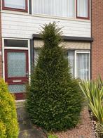 Mooie winterharde taxus. Ca. 2,5 meter hoog, Tuin en Terras, Planten | Struiken en Hagen, Ophalen, Taxus, Struik, 100 tot 250 cm