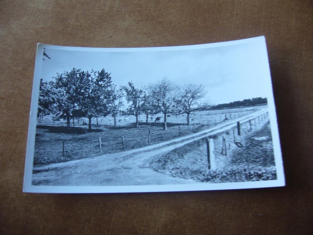 VELDEN  L.  =  HASSELT VELDEN LANDSCHAP, Ophalen of Verzenden, 1940 tot 1960, Ongelopen