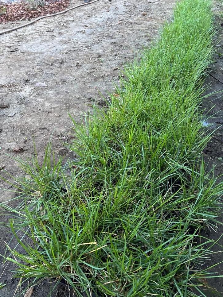 Sesleria autumnalis - 190 potjes P9, Tuin en Terras, Planten | Tuinplanten, Vaste plant, Siergrassen, Volle zon, Herfst, Ophalen