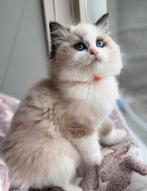 Prachtige Ragdoll kittens met stamboom, Meerdere dieren, Met stamboom, 0 tot 2 jaar