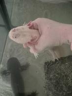 Axolotl, leucistische man, Amfibie, 0 tot 2 jaar