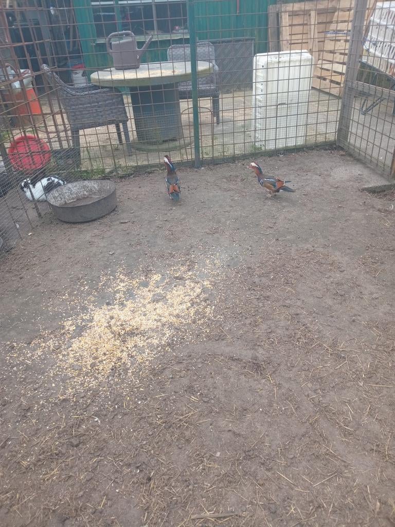 2 manderijn mannen, Mannelijk, Eend