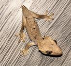 Wimpergekko gratis op te halen, Hagedis, 0 tot 2 jaar