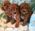 Prachtige cavapoo pups, Parvo, 8 tot 15 weken, Meerdere, Nederland