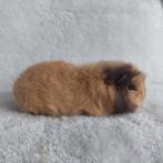 Super lieve jonge cavia zeugjes te koop, Dieren en Toebehoren, Knaagdieren, Februari, Vrouwelijk, Cavia