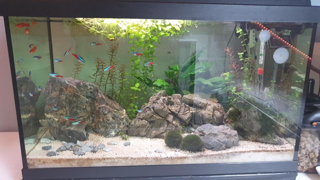 100L Juwel Aquarium (Krasvrij) + Pomp, Bodem & Hardscape, Dieren en Toebehoren, Ophalen, Gebruikt, Gevuld zoetwateraquarium