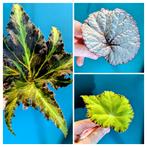 Voordeelpakket Kleurrijke Begonia's stekken, Huis en Inrichting, Kamerplanten, Ophalen of Verzenden, Halfschaduw, Minder dan 100 cm