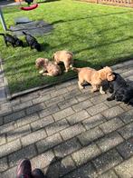 Nog 1 blonde medium  Labradoodle zoekt een goed tehuis., Parvo, 8 tot 15 weken, Meerdere, Meerdere dieren