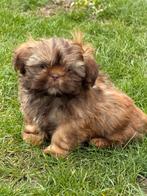 Shih tzu pups, Parvo, België, Overige rassen, 8 tot 15 weken