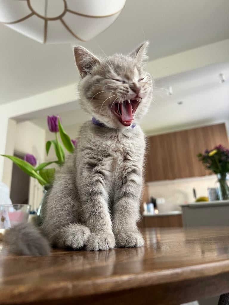 Britse korthaar kittens, Dieren en Toebehoren, Katten en Kittens | Raskatten | Langhaar, Meerdere dieren, Ontwormd