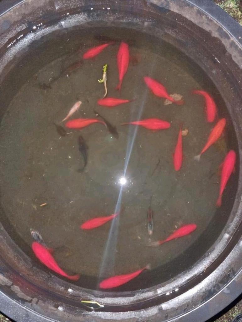 Prachtige rode RODE goudvis Goudvissen uit buitenvijver, Goudvis(sen)